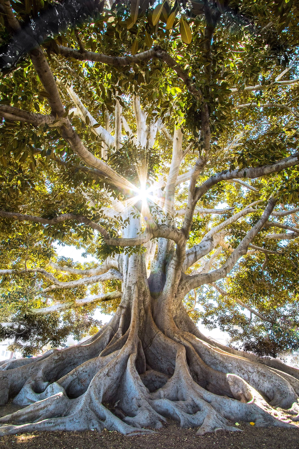 Arbre en plan rapproché, avec des racines imposantes. L'éclat du soleil est visible à travers les branches.